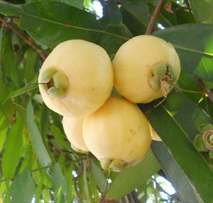 Gulab jamoon fruit image